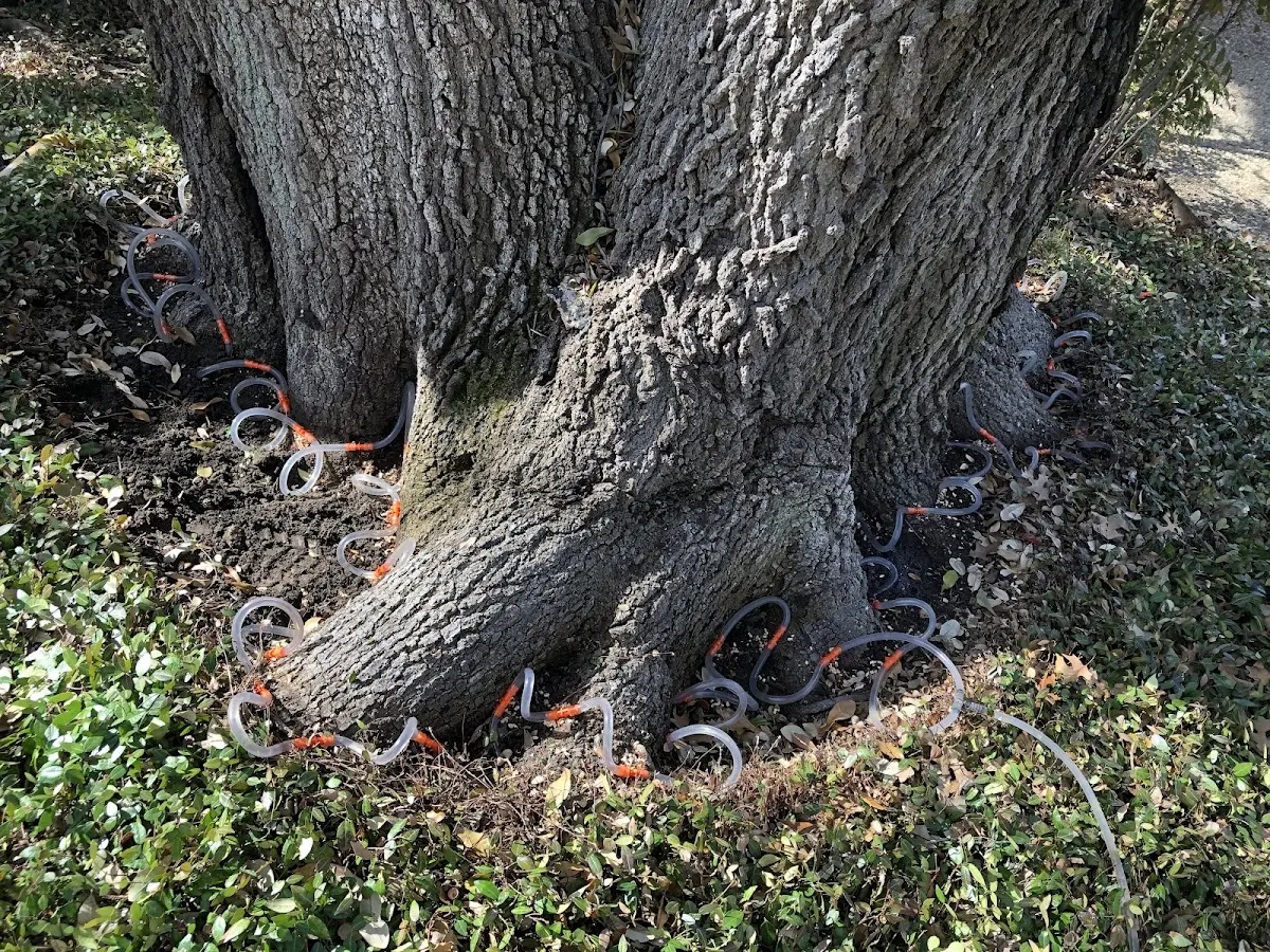 Detailed Tree Cabling and Bracing job site in Jasonville