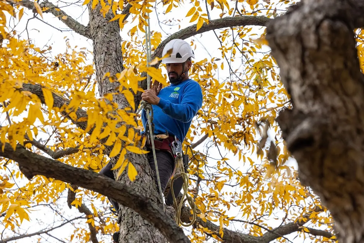 Skilled Tree Planting crew working in Jasonville